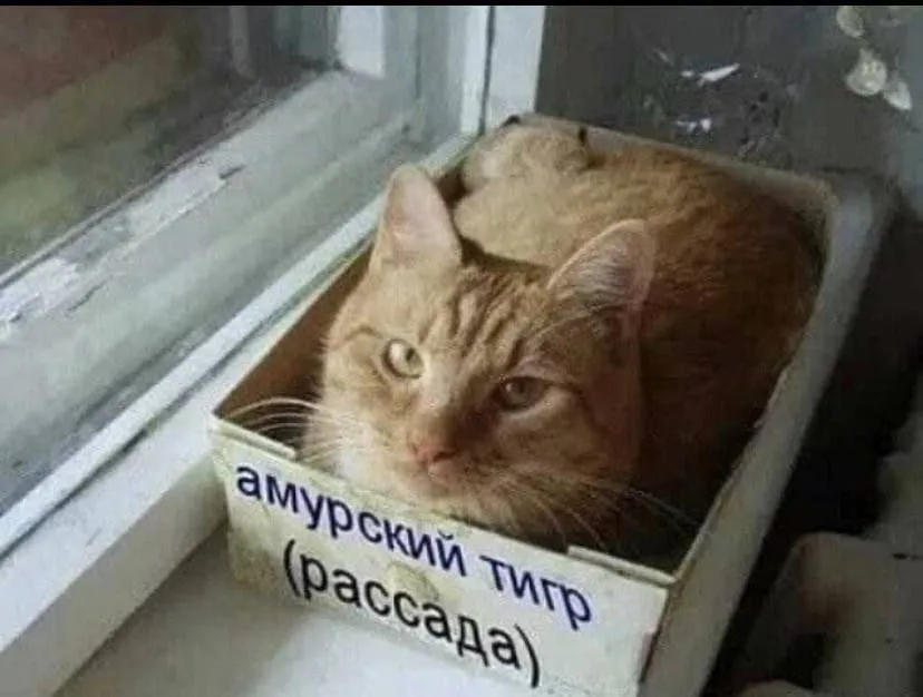 Не забывайте подкармливать свою рассаду #1