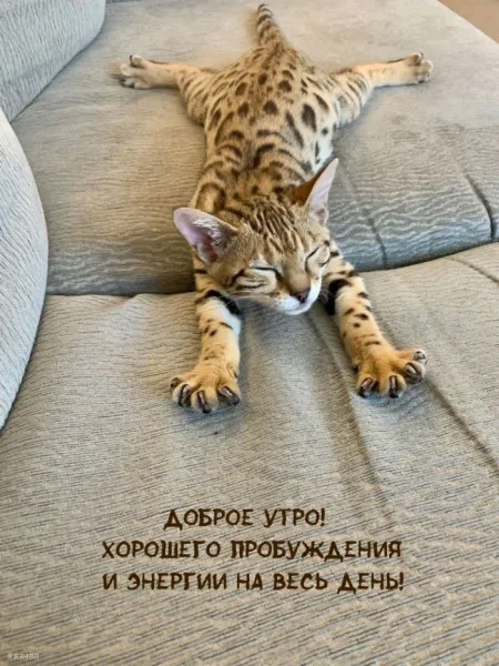 Доброе утро #1
