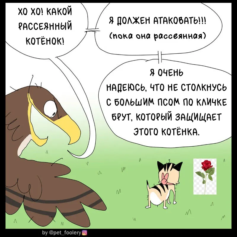 Pixie & Brutus - Crusty #2