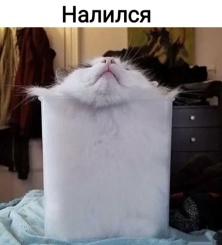 Мне три литра кота налейте, пожалуйста #1