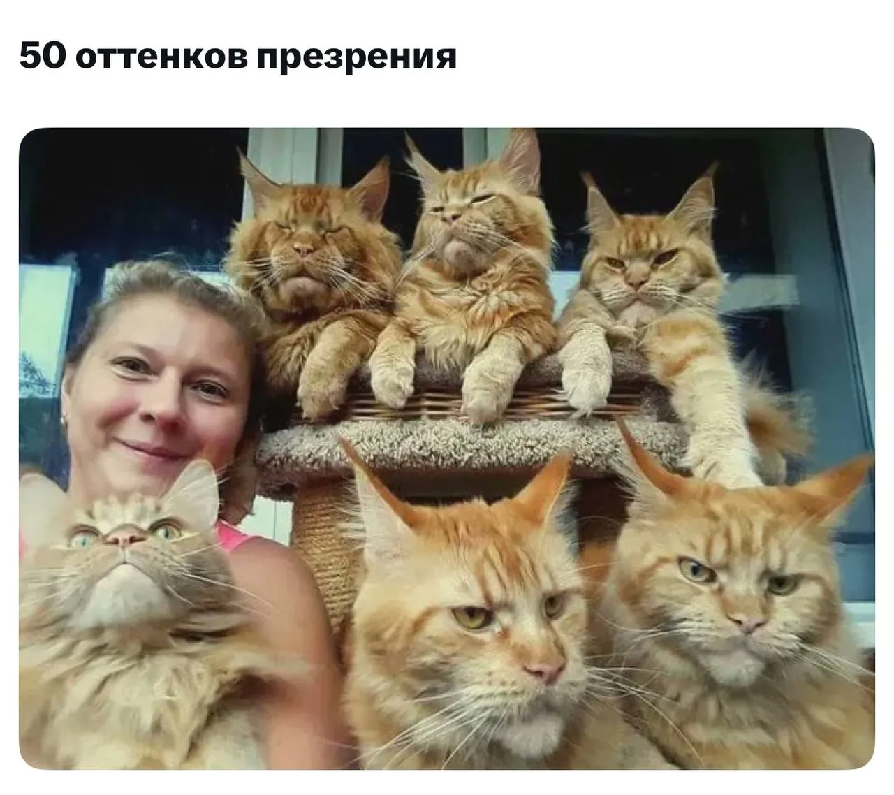 50 оттенков презрения #1