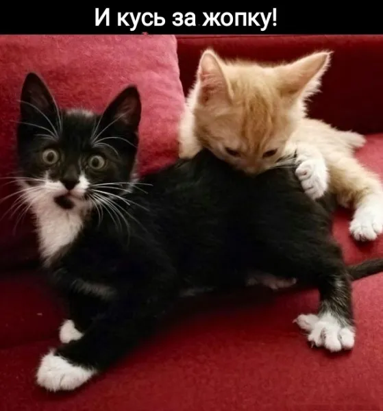 Ась?! #1