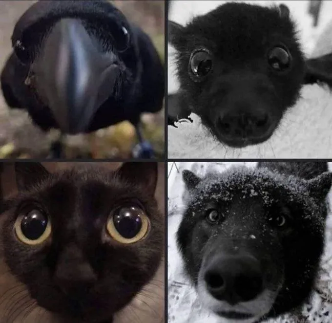 Surprise Staring Contest #1