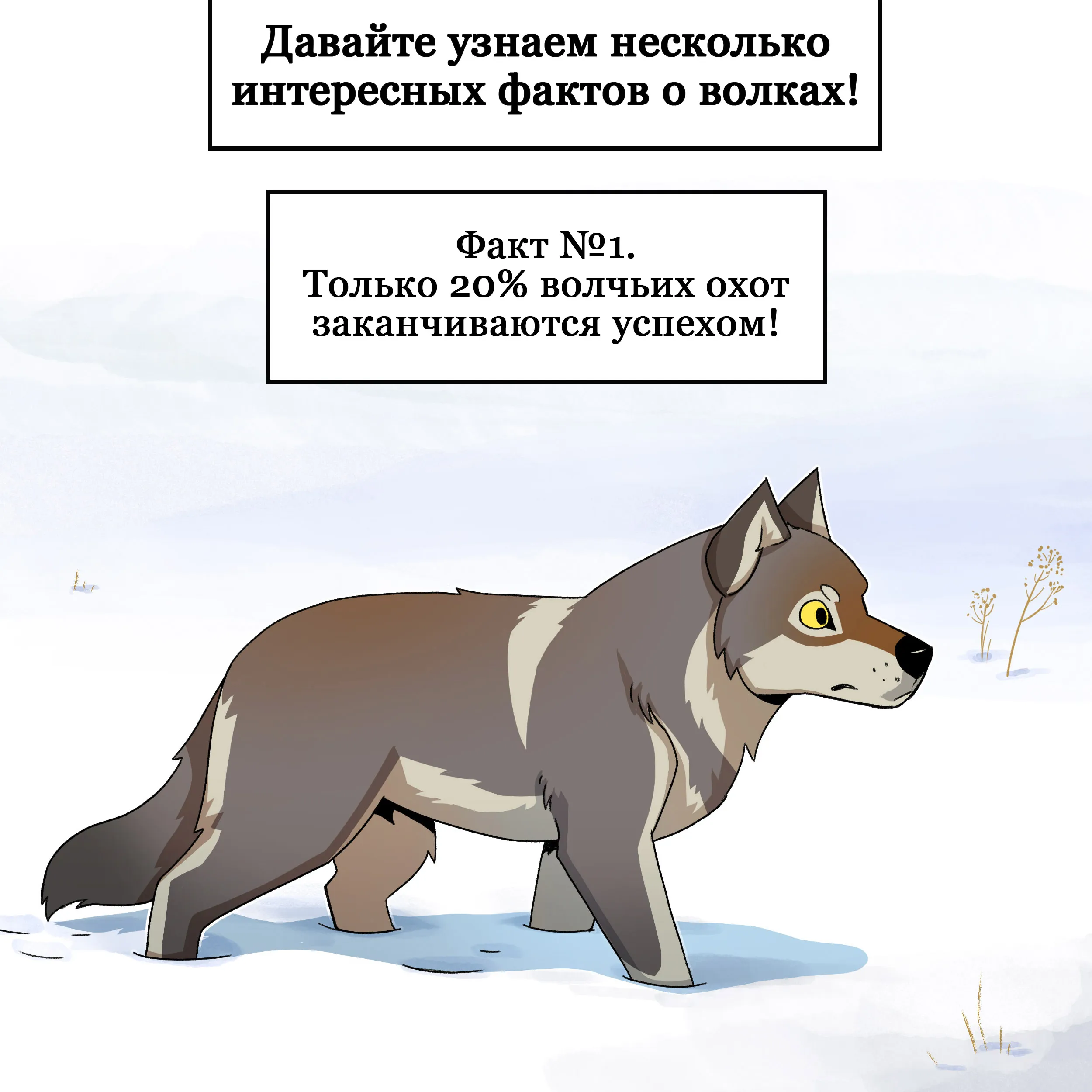 Wolf facts (2024.04.25) #1