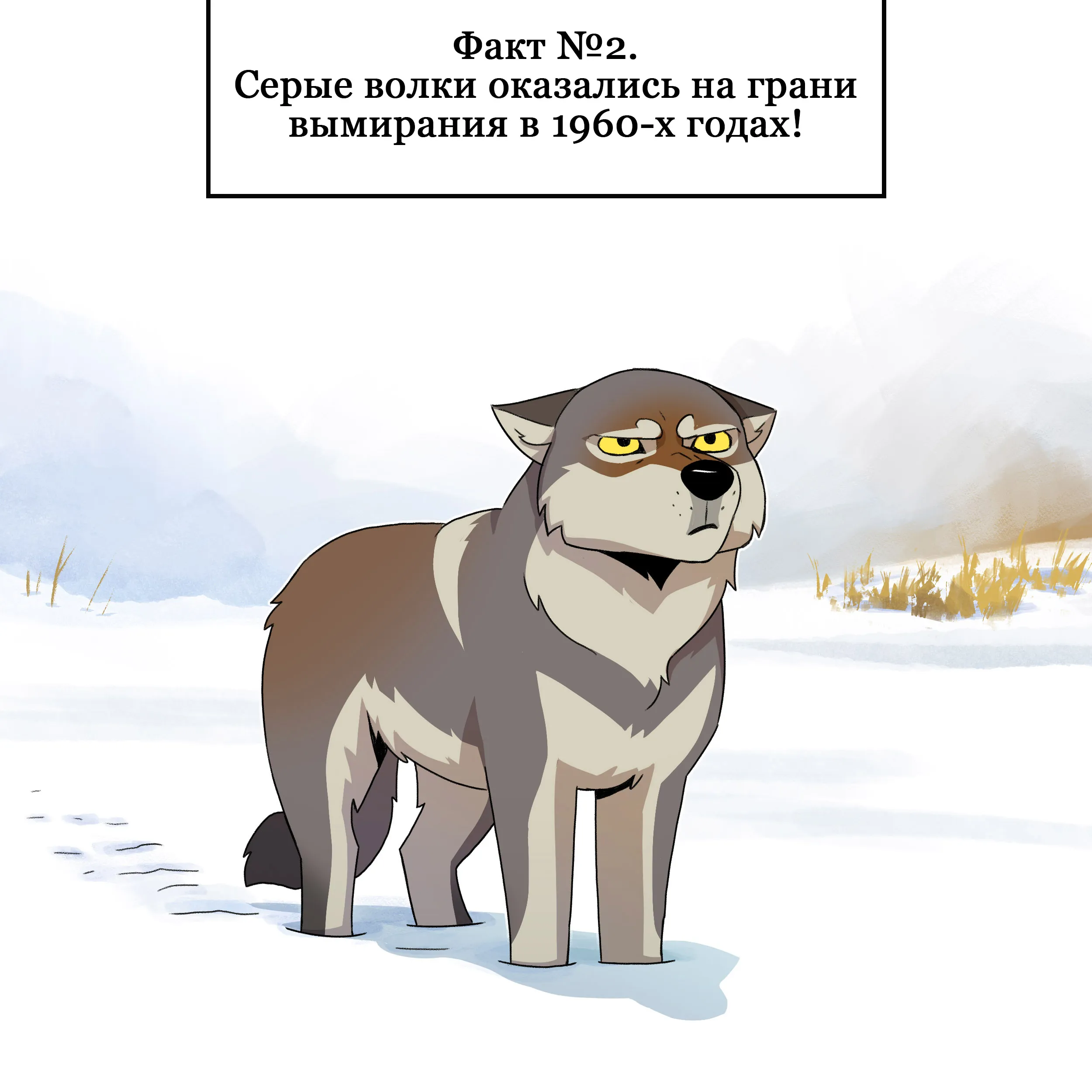 Wolf facts (2024.04.25) #2