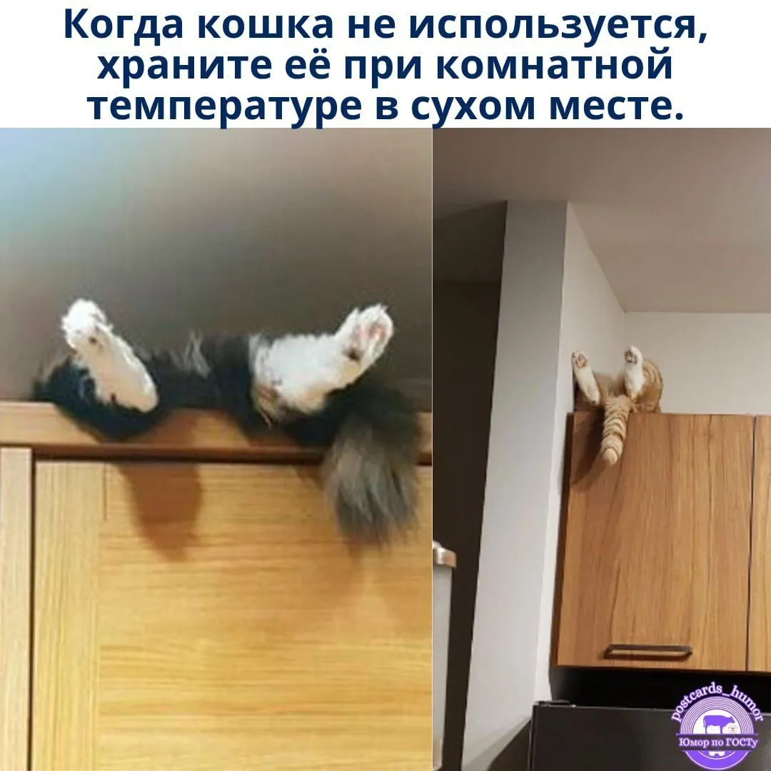 Инструкция хранения котов #1