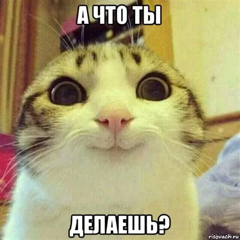 Утро кошатника :) #1