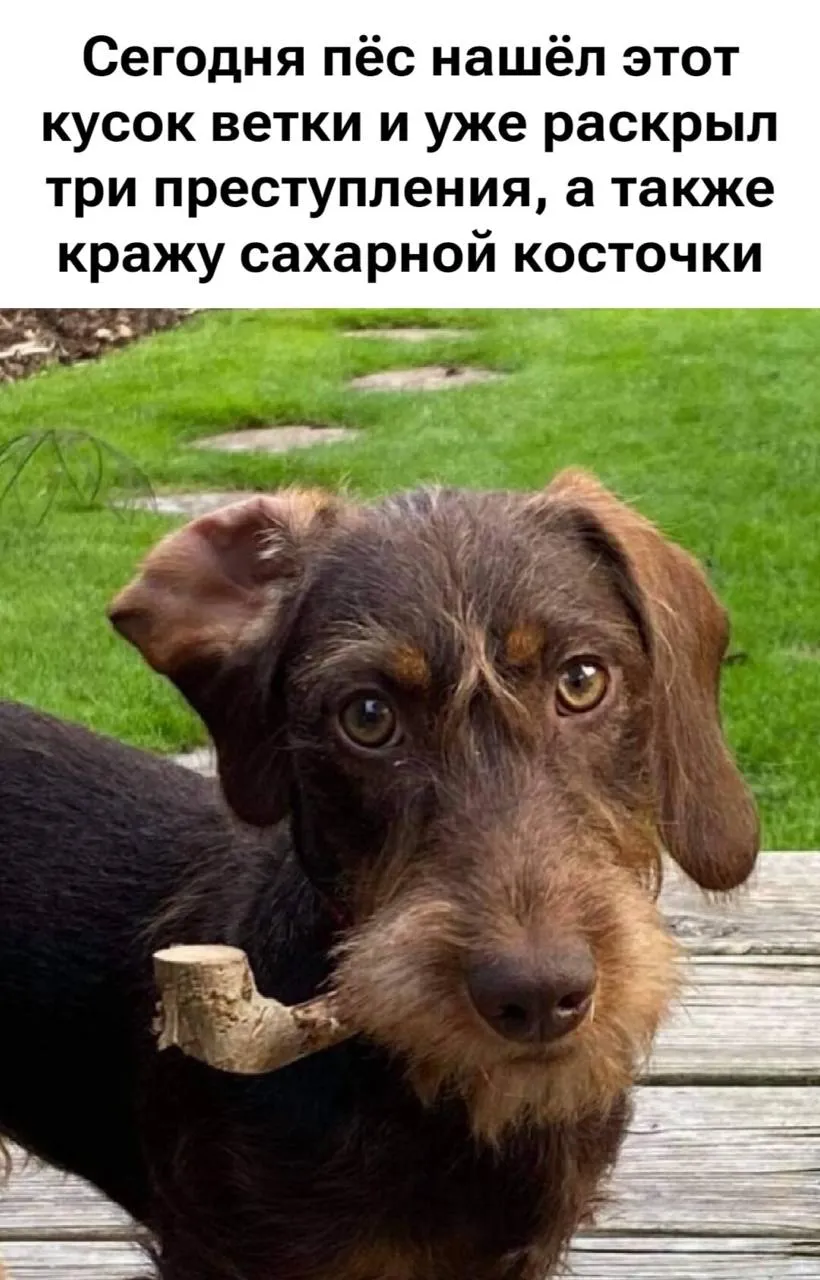 Шерлок Пёрмс  #2