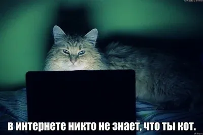 Здравствуйте  #2