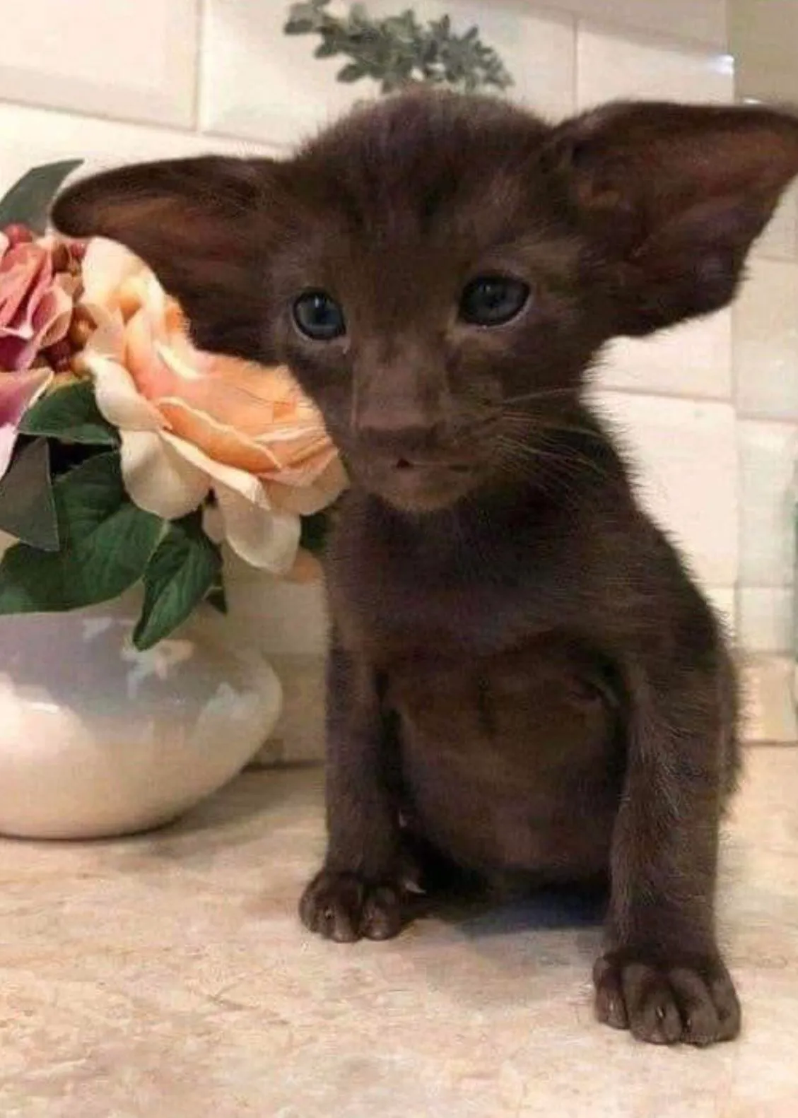 котопост #2