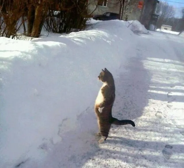С Добрым Утром🌞🐾 #2