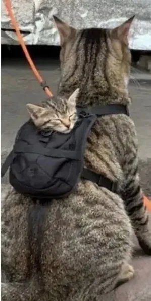 С Добрым Утром🌞 🐾🥰 #2