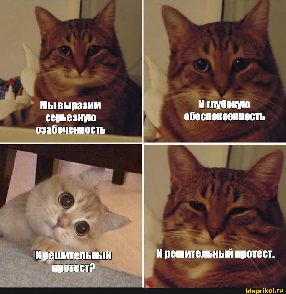 Котомагнитики 🐱🧲 #2