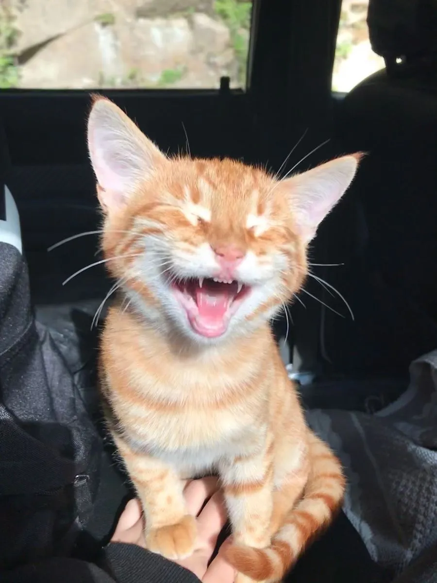 Котомагнитики 🐱🧲 #1