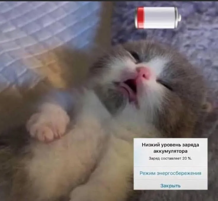 С Добрым Утром🌞 🐾 #2