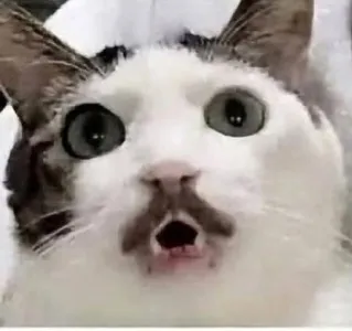 Шыпшына?