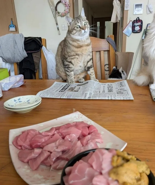 😍😋🐾🥰 #2