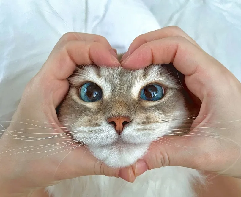 Сердечко