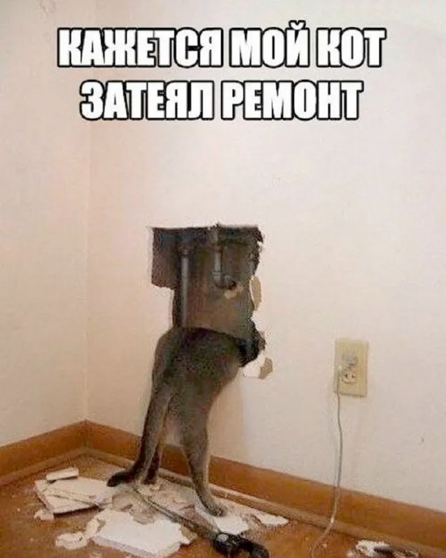 Кот Кисель 😁 #1