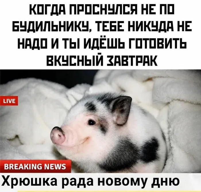 С Добрым Утром🌞🐾 #2