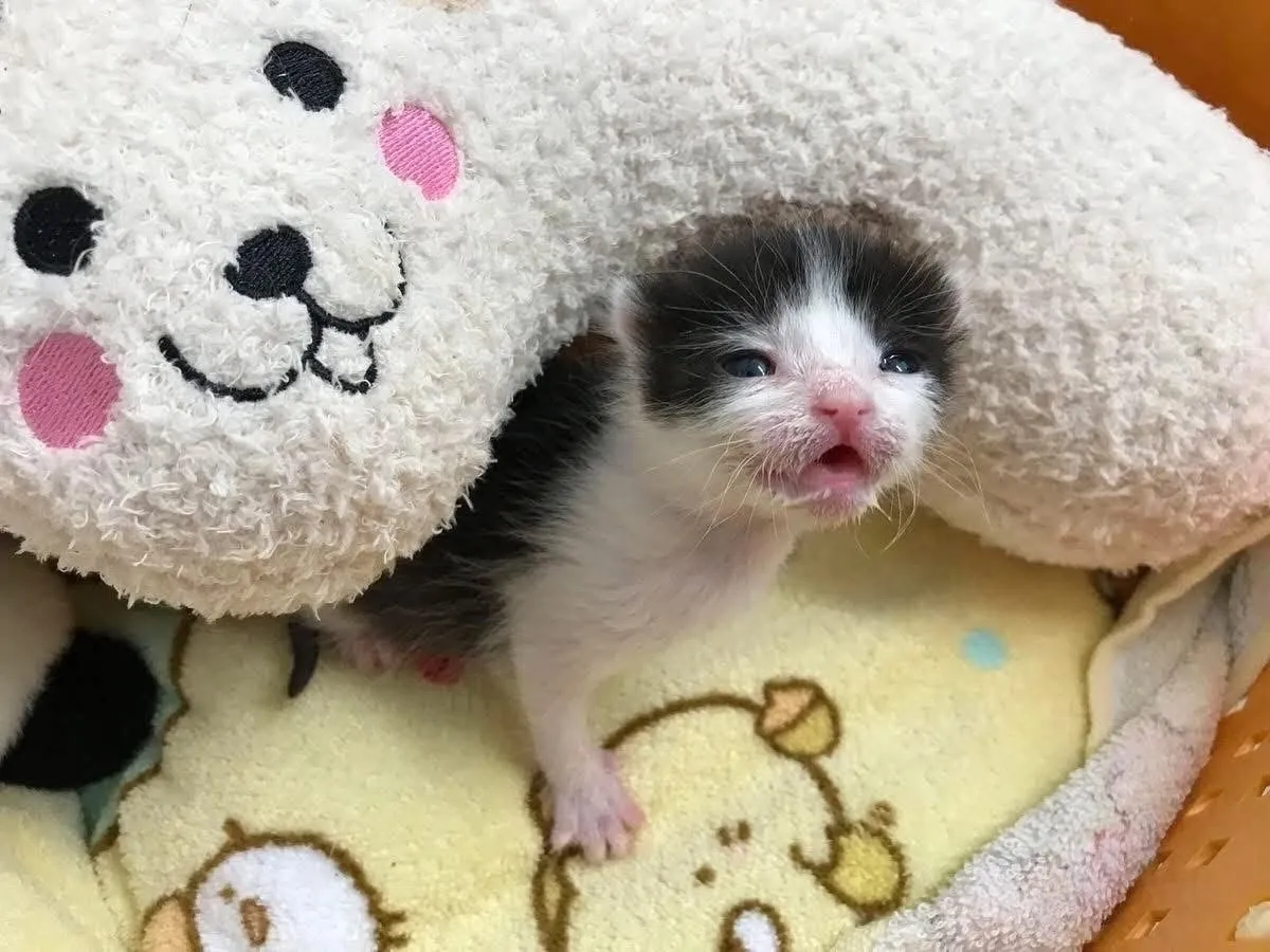 Ну этот дизайн ногтей взял меня😍🥵 #2
