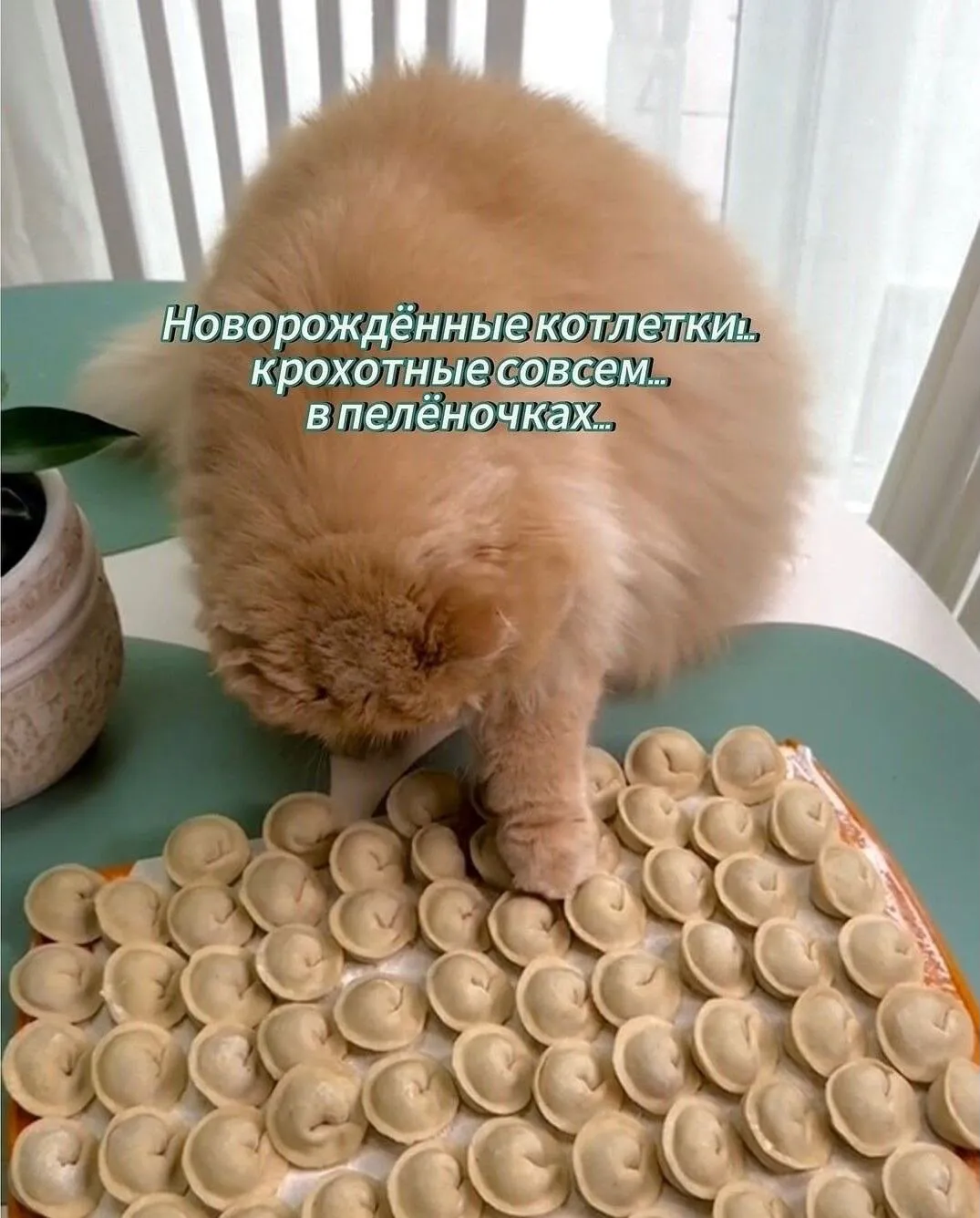 С Добрым Утром🌞🐾 #1
