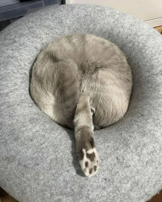 Кошочка запуталась -3 #1