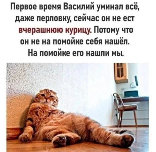 Кормите питомцев вовремя (осторожно звук) #2