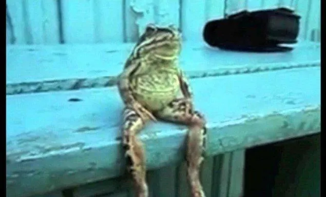 Среда, чуваки 🐸 #2