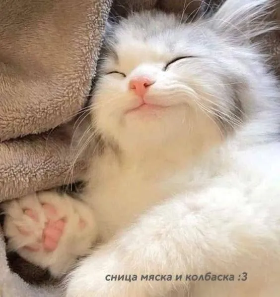 С Добрым Утром🌞🐾 #2