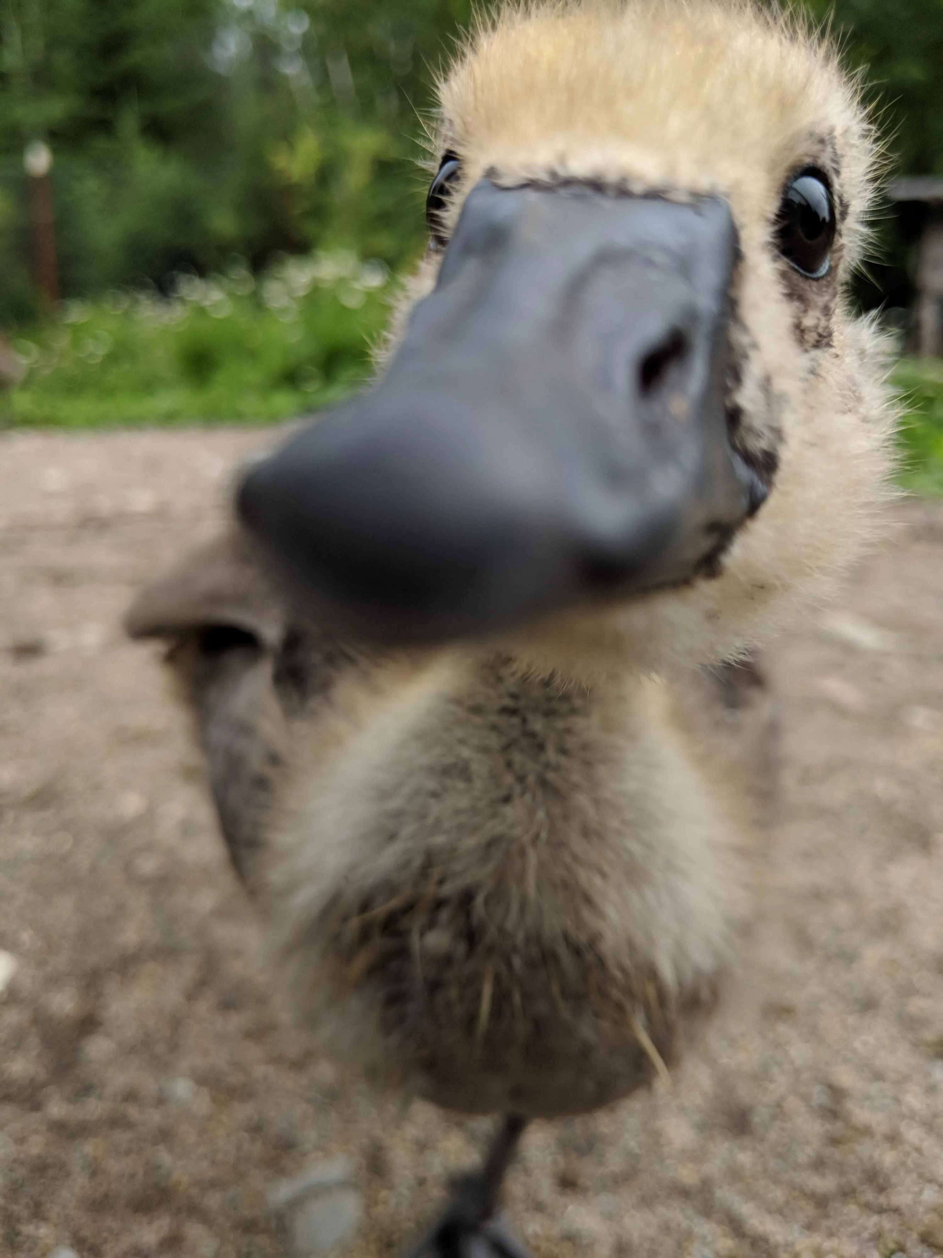 Га?