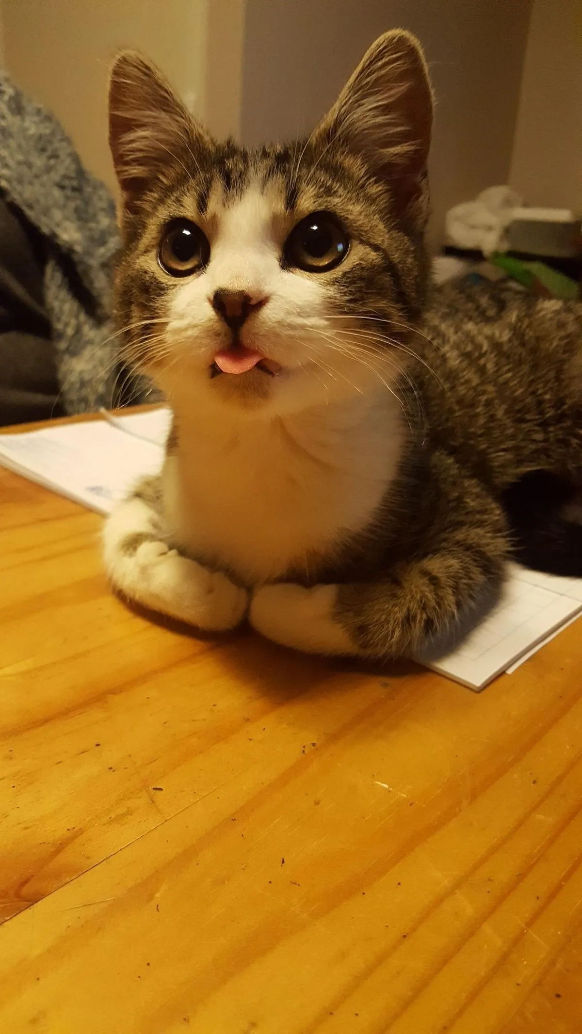 My Cat Is a Kawaii Girl #1