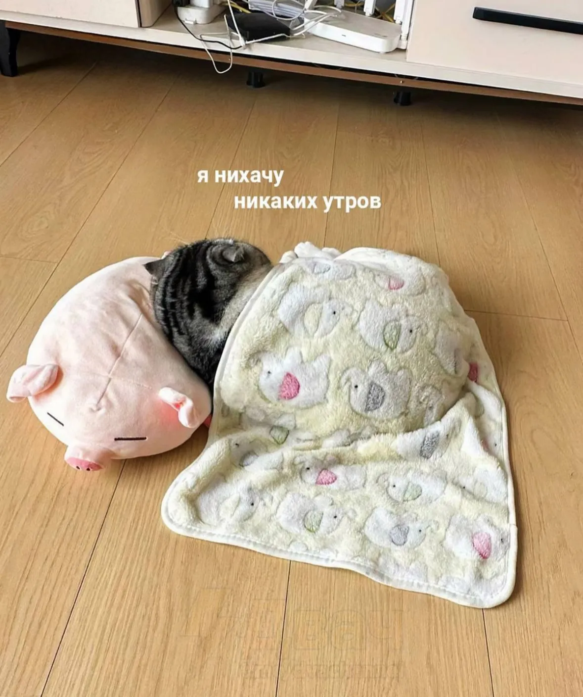 С ДОБРЫМ УТРОМ🌞🐾 #1