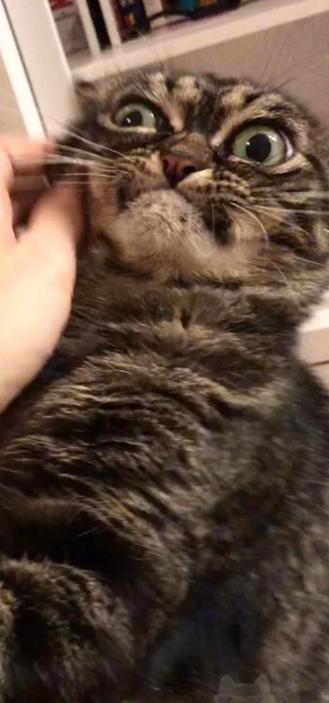 "Антимарт" 🐈 #1