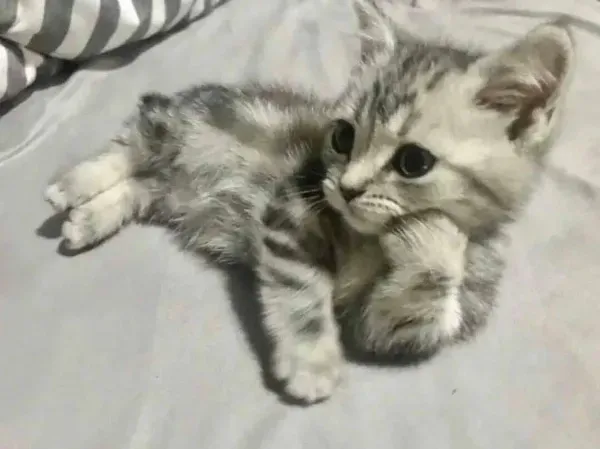 Ереванские мотивы! #3 #2