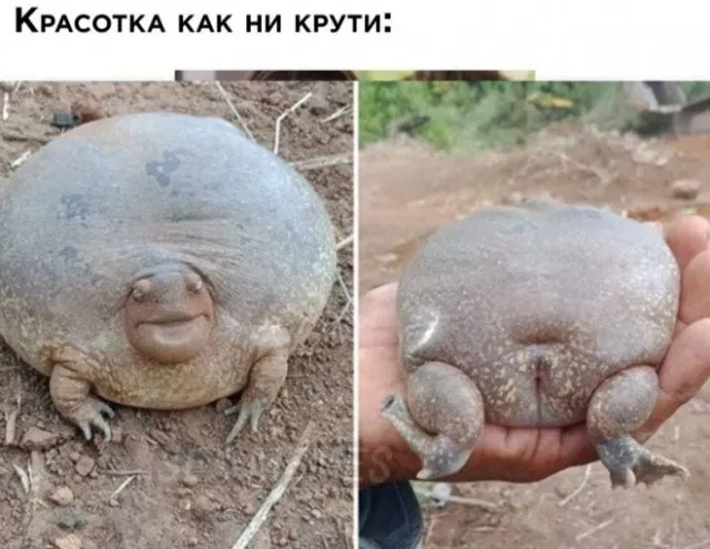 Божья коровка🐞 #2