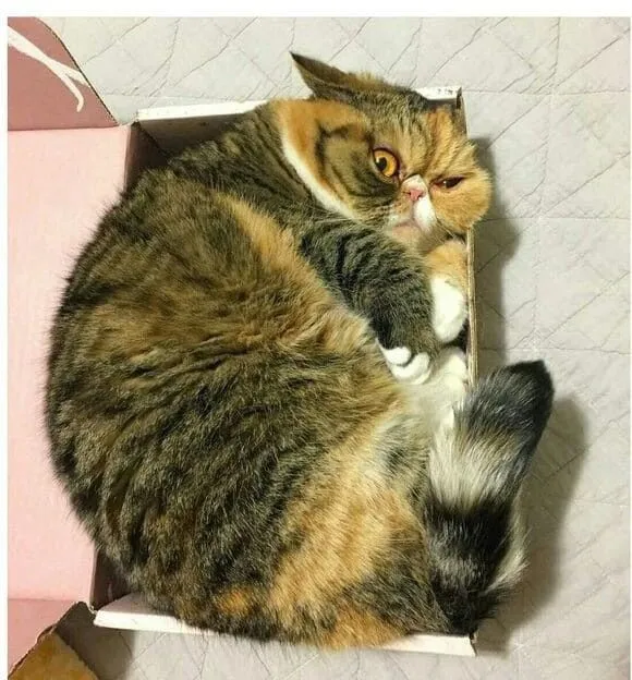 Коту норм #2