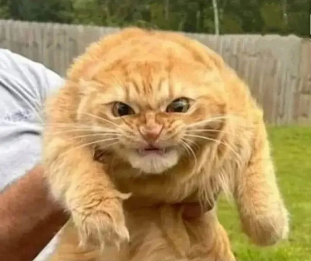 Лид