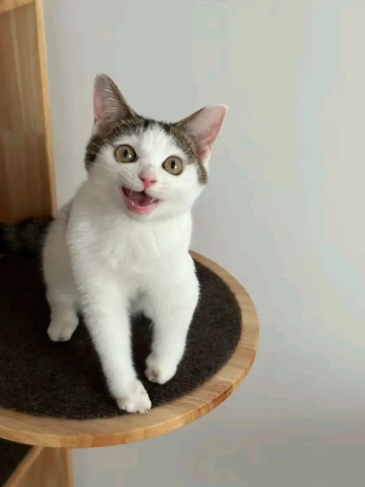 Древние коты #1
