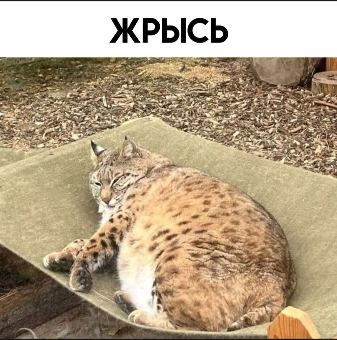 Выбирай к чему больше лежит душа #2