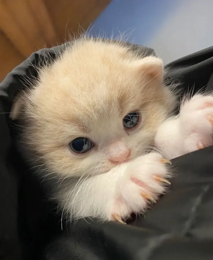 Немного котсмоса на ночь :D #2