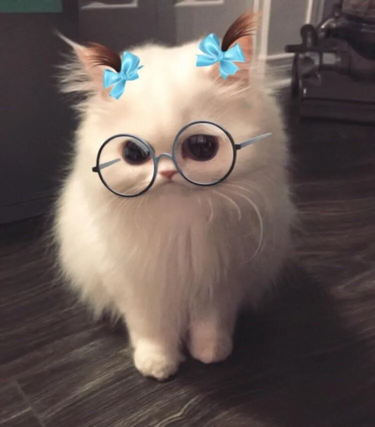 Глазам не верю👀🐾👀 #2