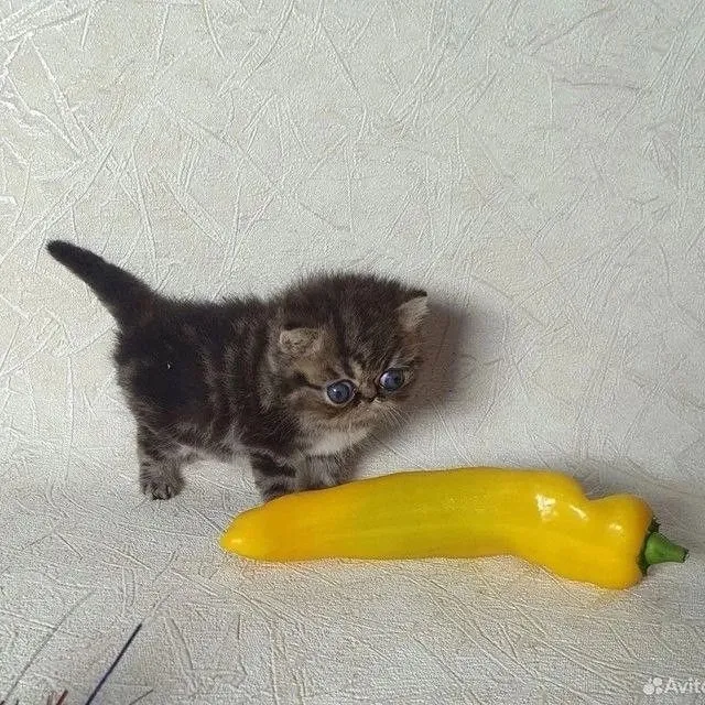 Самостоятельные тюркменские коты #2