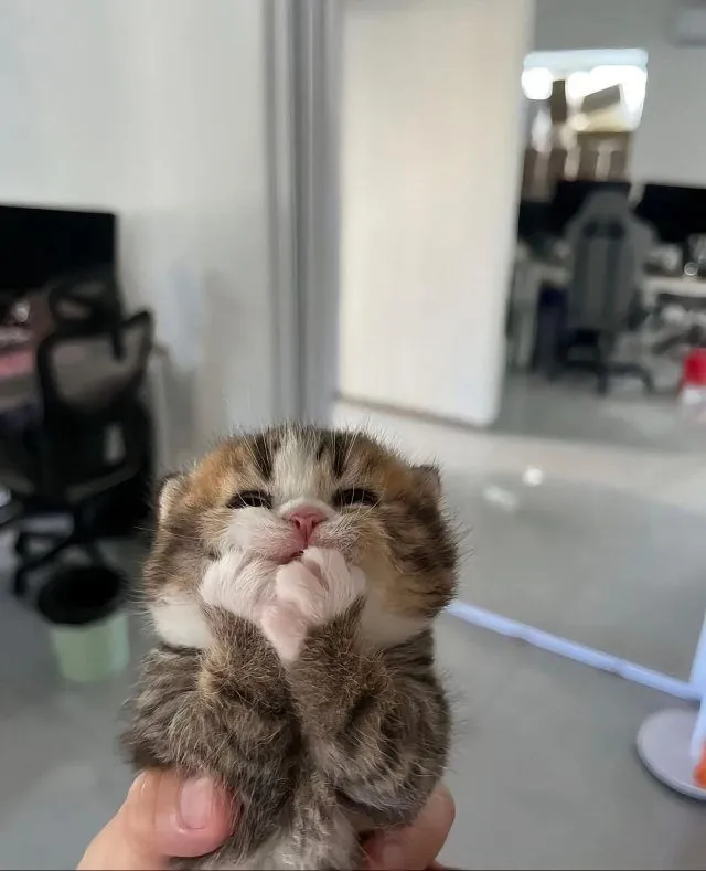 Без кота и жизнь не та #2