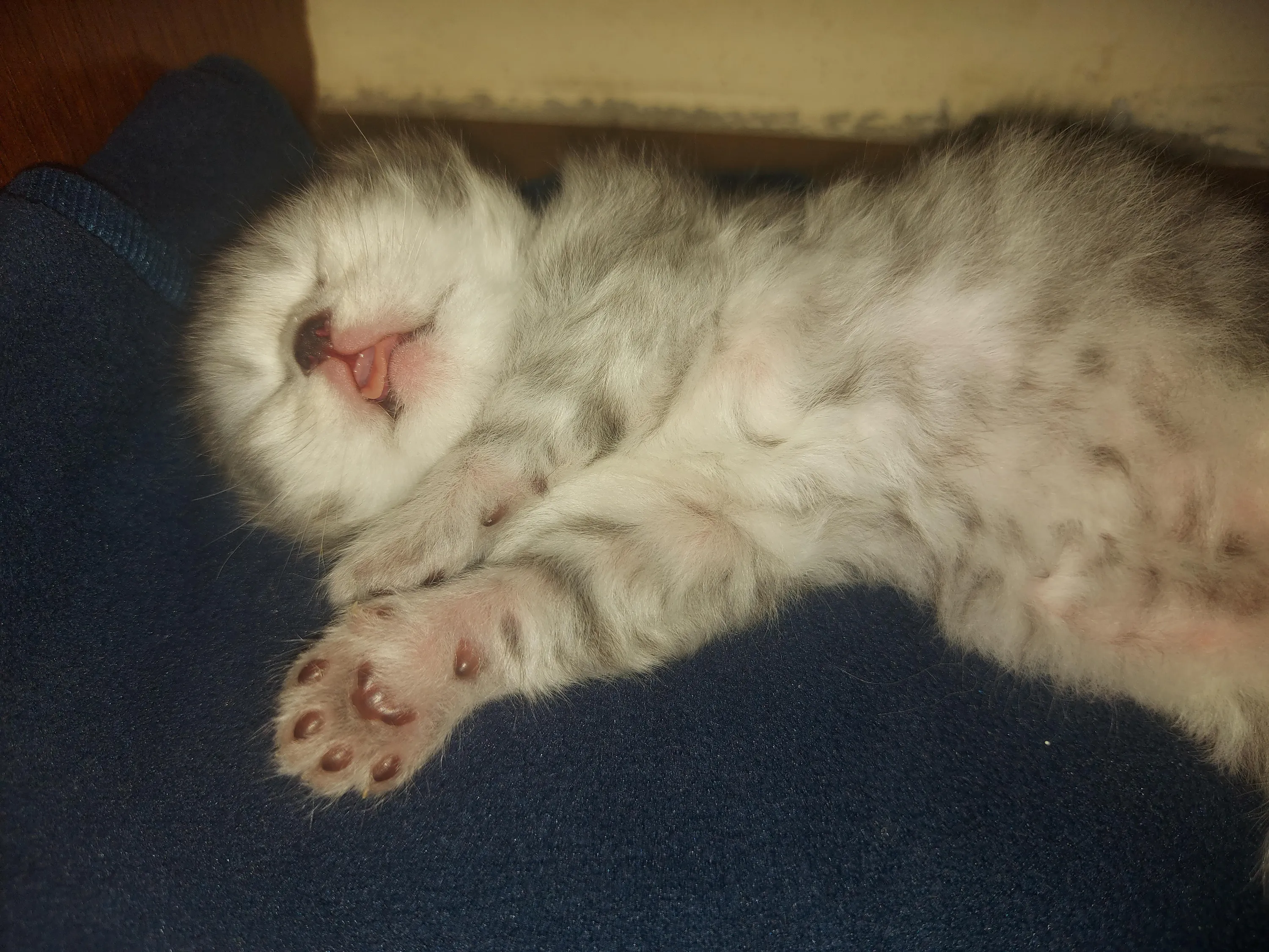 Pixie & Brutus - Snuggle (2024.03.13) #2