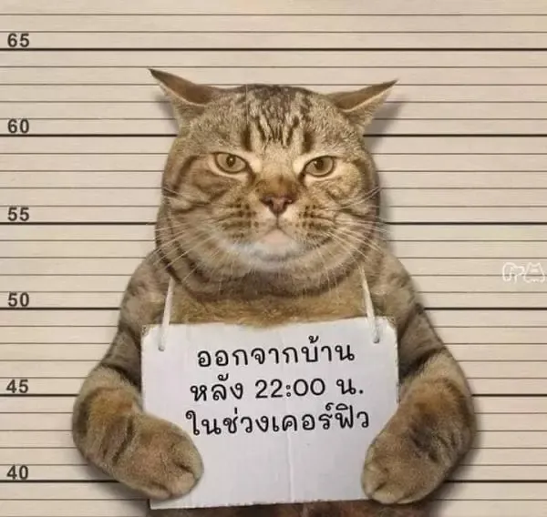 Таиландские полицейские задержали самого мимимишного нарушителя общественного порядка #2