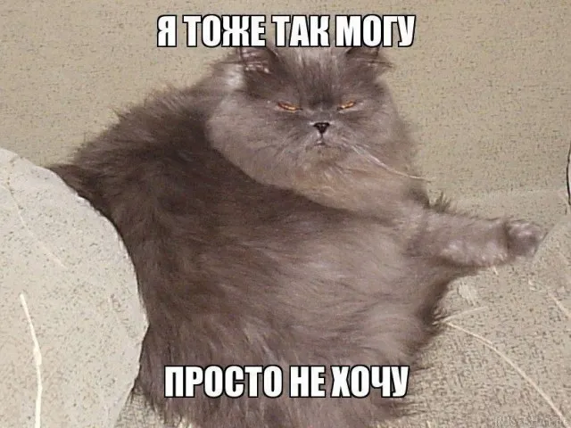 Кошатина #1
