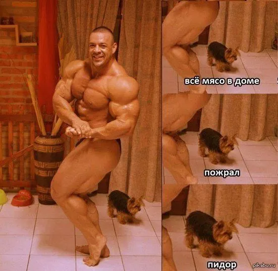 Кажется мой кот начал ходить в спортзал... #2