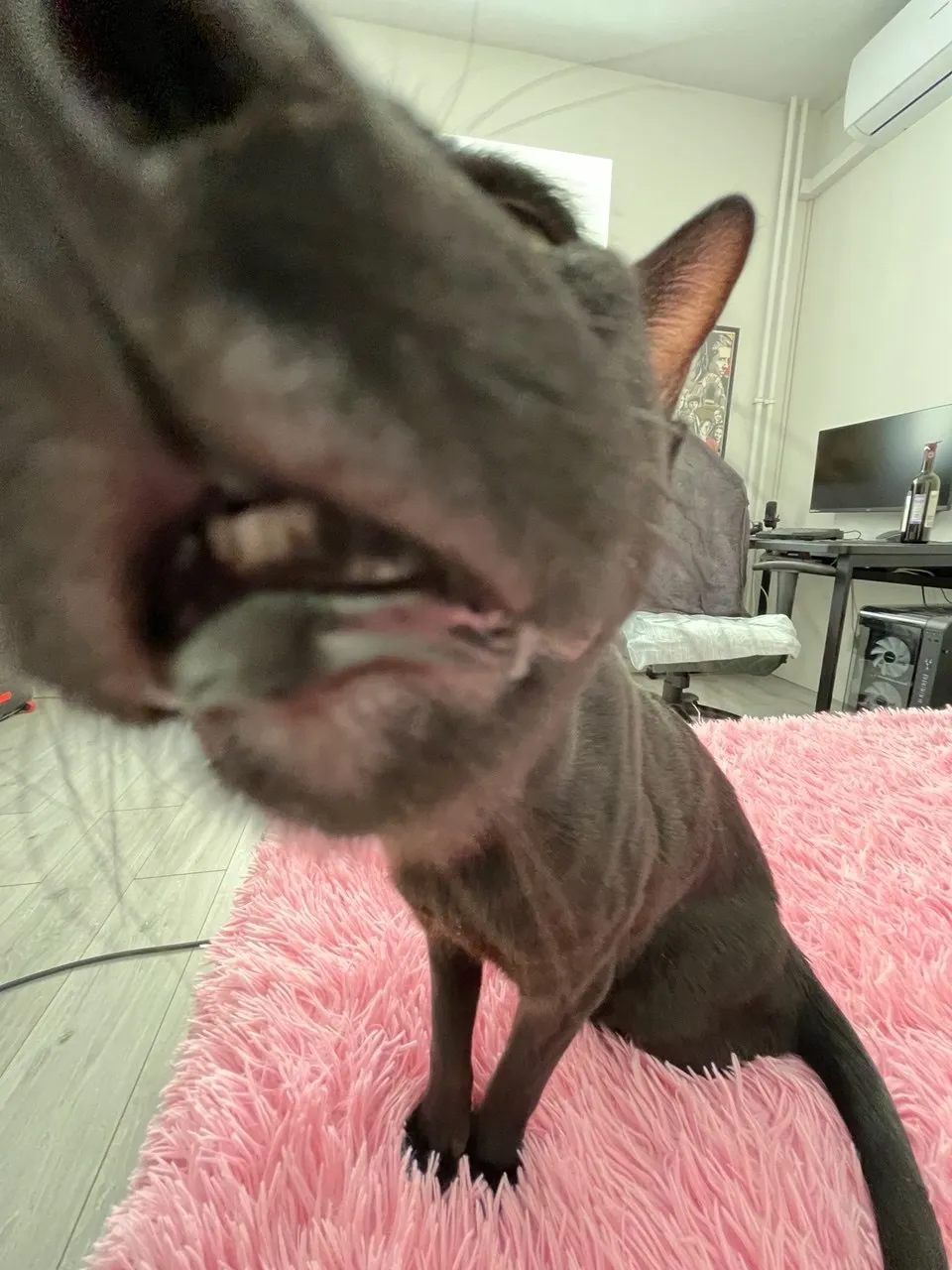 Pixie & Brutus - Amusing (2024.07.11) #1