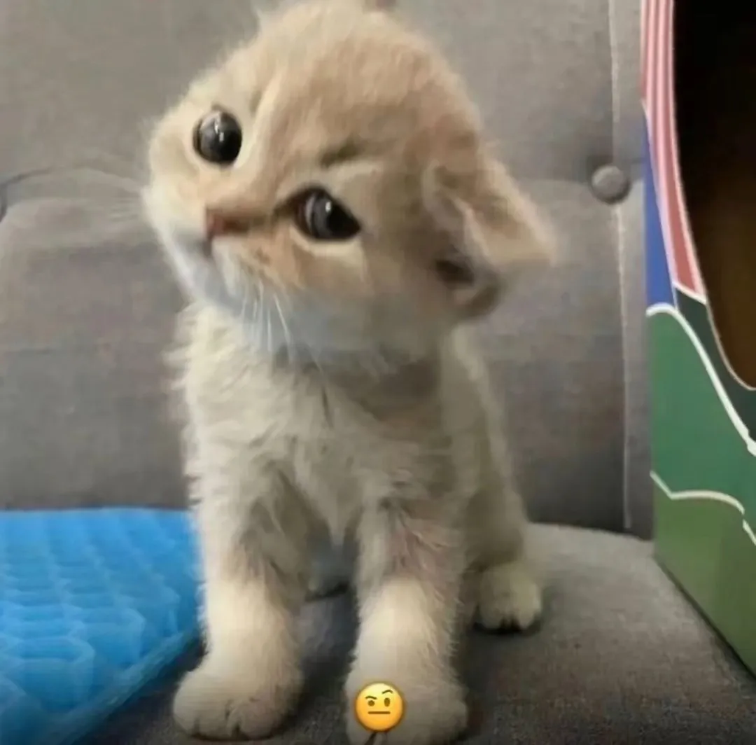 С днём кошочек! #2